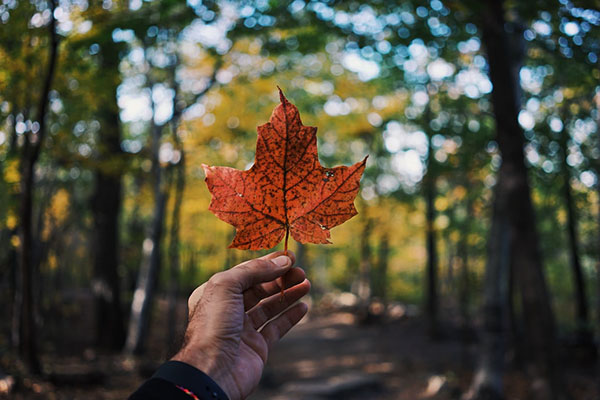 Purity Life Canadian Maple Leaf Purity Life Canadian Maple Leaf